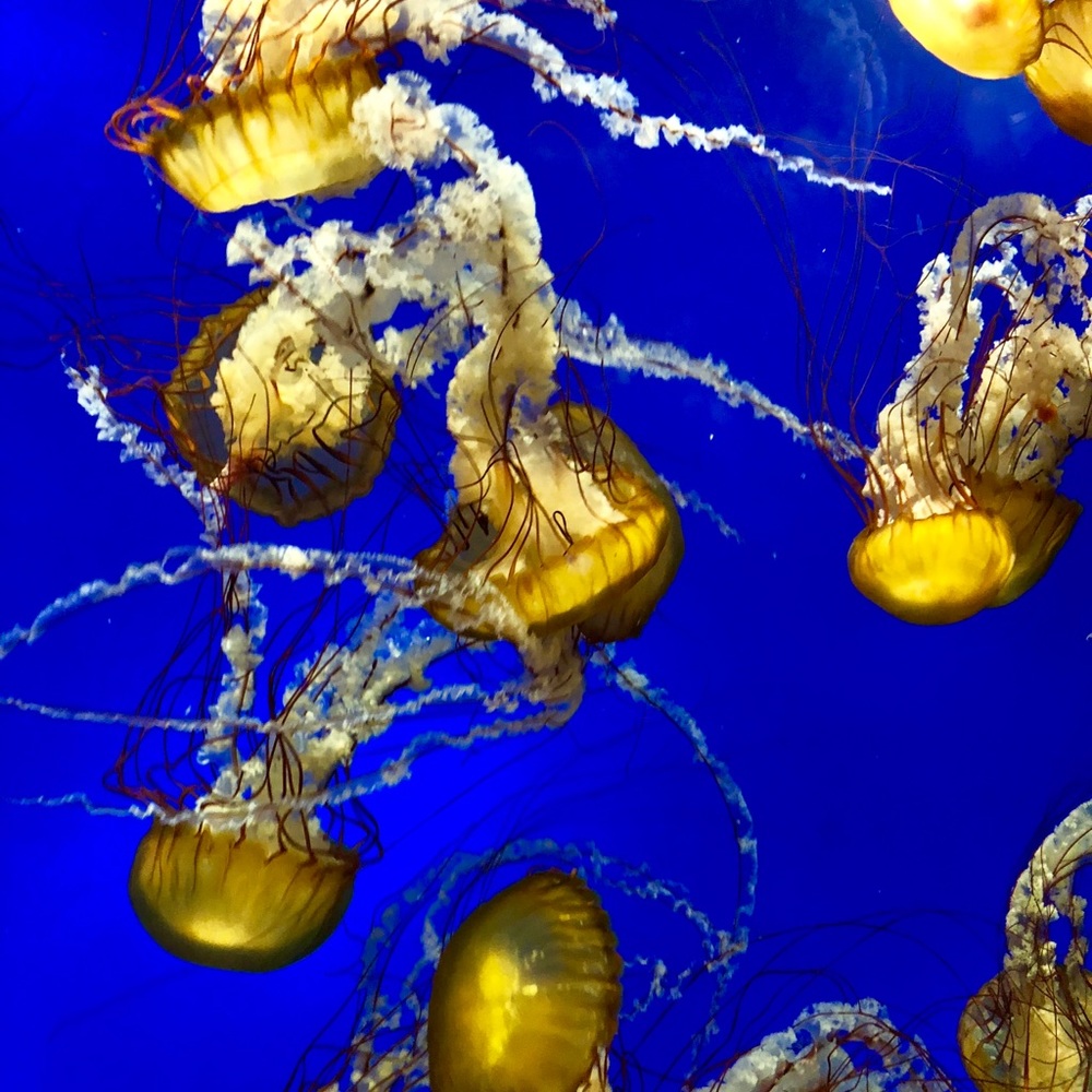 Meet your Posher, Irma